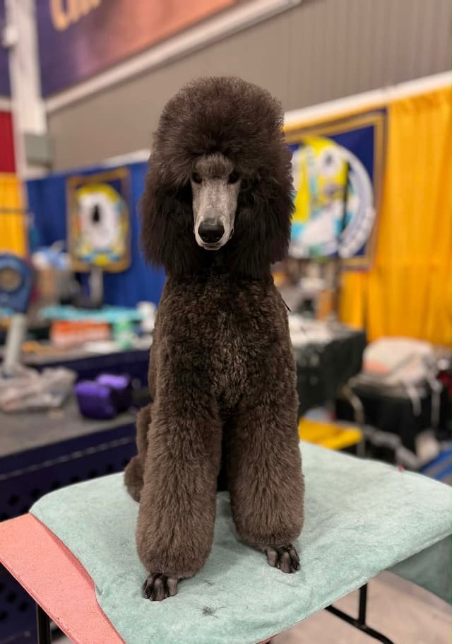 Poodle Puppies media 3
