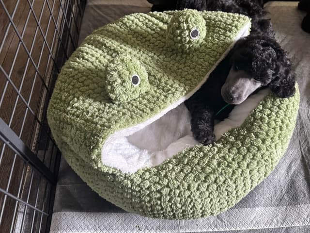 Poodle Puppies media 4