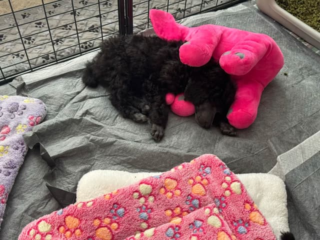 Poodle Puppies media 5
