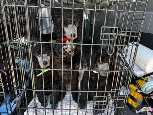 Poodle Puppies media 6