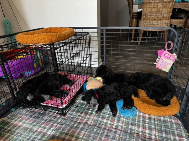 Poodle Puppies media 7