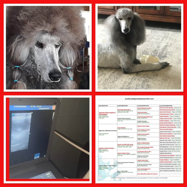 Poodle Puppies media 8