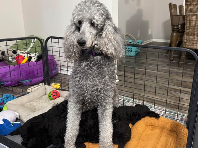 Poodle Puppies media 9