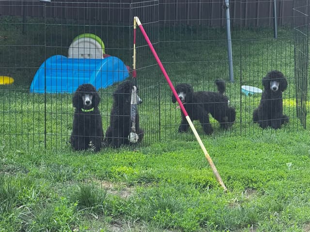 Poodle Puppies media 10
