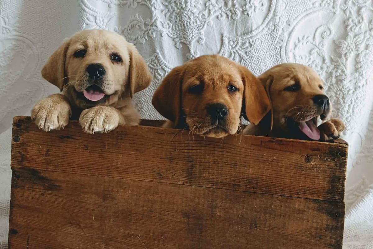 AKC English Labrador Retriever Puppies black female fox male breeder image 1