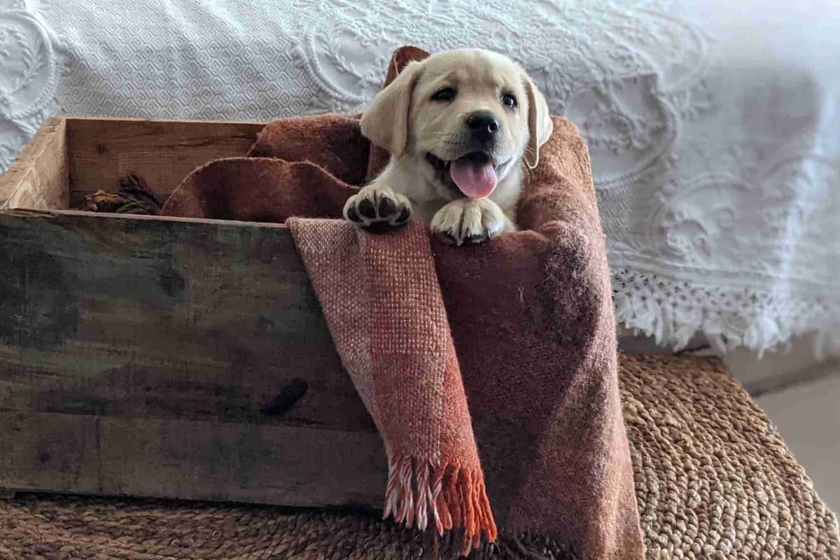 AKC English Labrador Retriever Puppies black female fox male breeder image 2