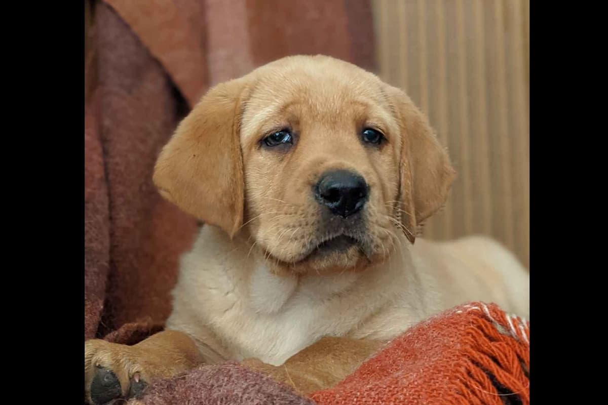 AKC English Labrador Retriever Puppies black female fox male breeder image 3