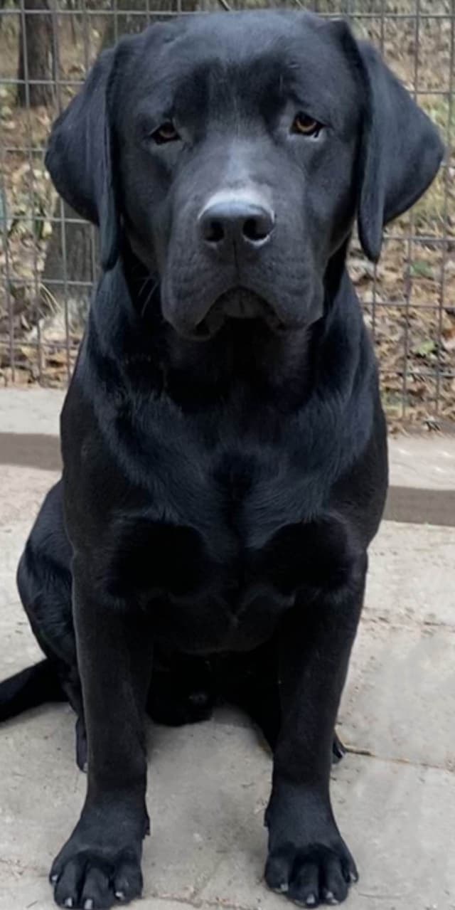 AKC English Labrador Retriever Puppies black female fox male media 6