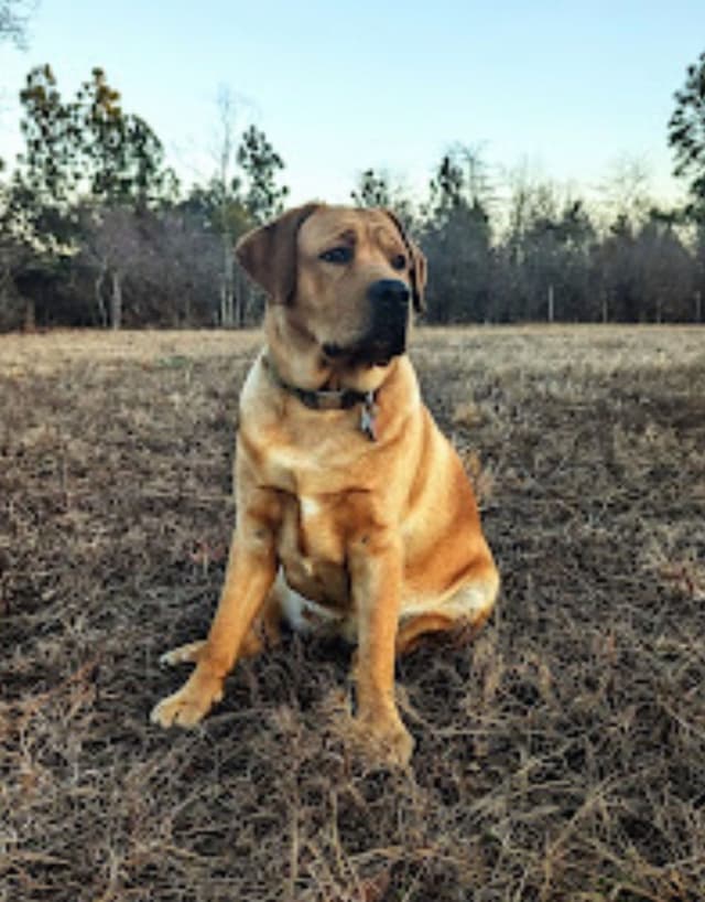 AKC English Labrador Retriever Puppies black female fox male media 4