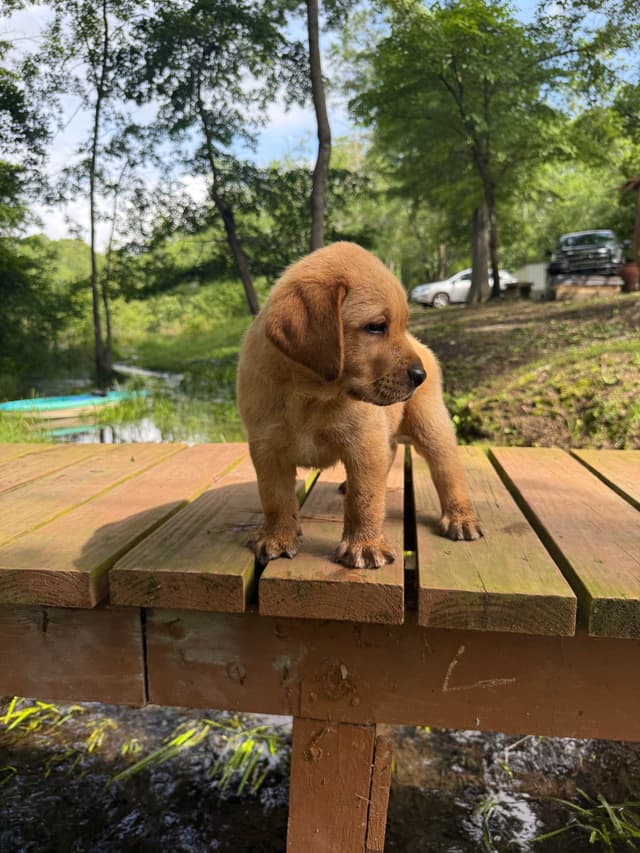 AKC English Labrador Retriever Puppies black female fox male media 2
