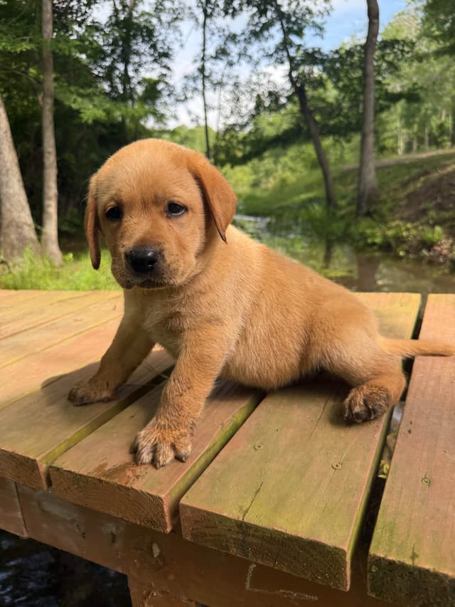 AKC English Labrador Retriever Puppies black female fox male media 3