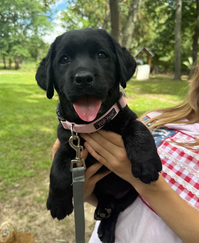 AKC English Labrador Retriever Puppies black female fox male media 7
