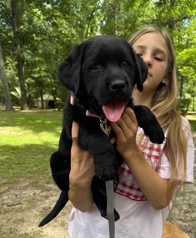 AKC English Labrador Retriever Puppies black female fox male media 8