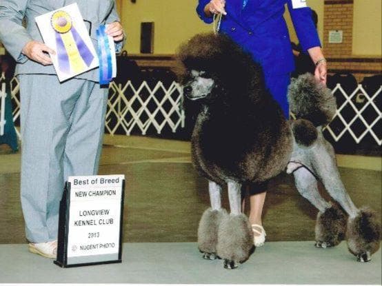 AKC Champion Sired Miniature Silver Poodle Puppies breeder image 8