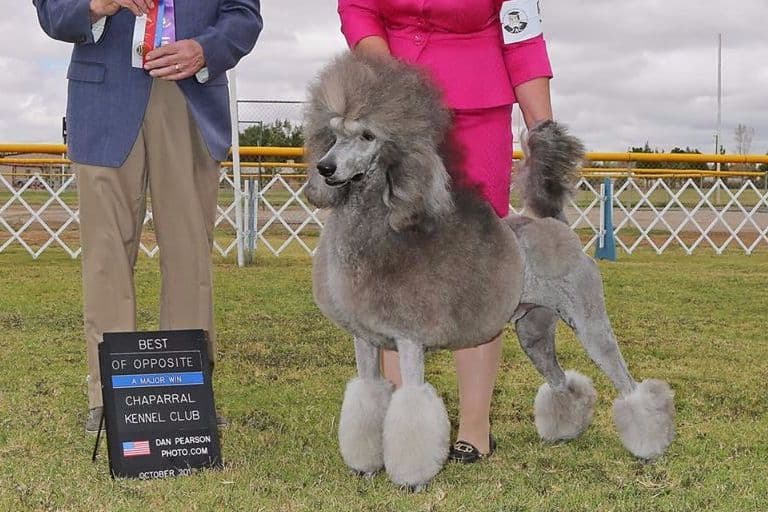 AKC Champion Sired Miniature Silver Poodle Puppies breeder image 7