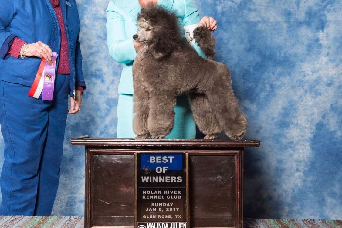 AKC Champion Sired Miniature Silver Poodle Puppies breeder image 6