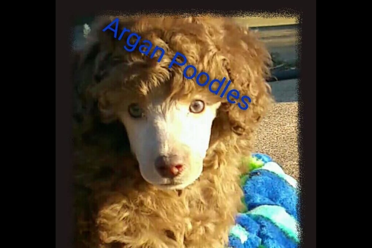 AKC Champion Sired Miniature Silver Poodle Puppies breeder image 3