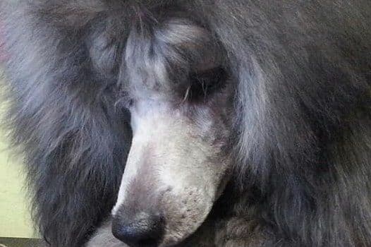 AKC Champion Sired Miniature Silver Poodle Puppies breeder image 9