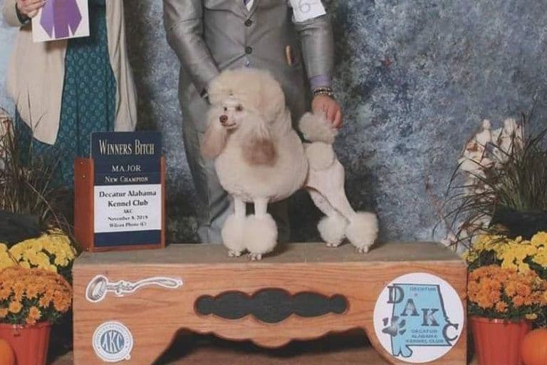 AKC Champion Sired Miniature Silver Poodle Puppies breeder image 2