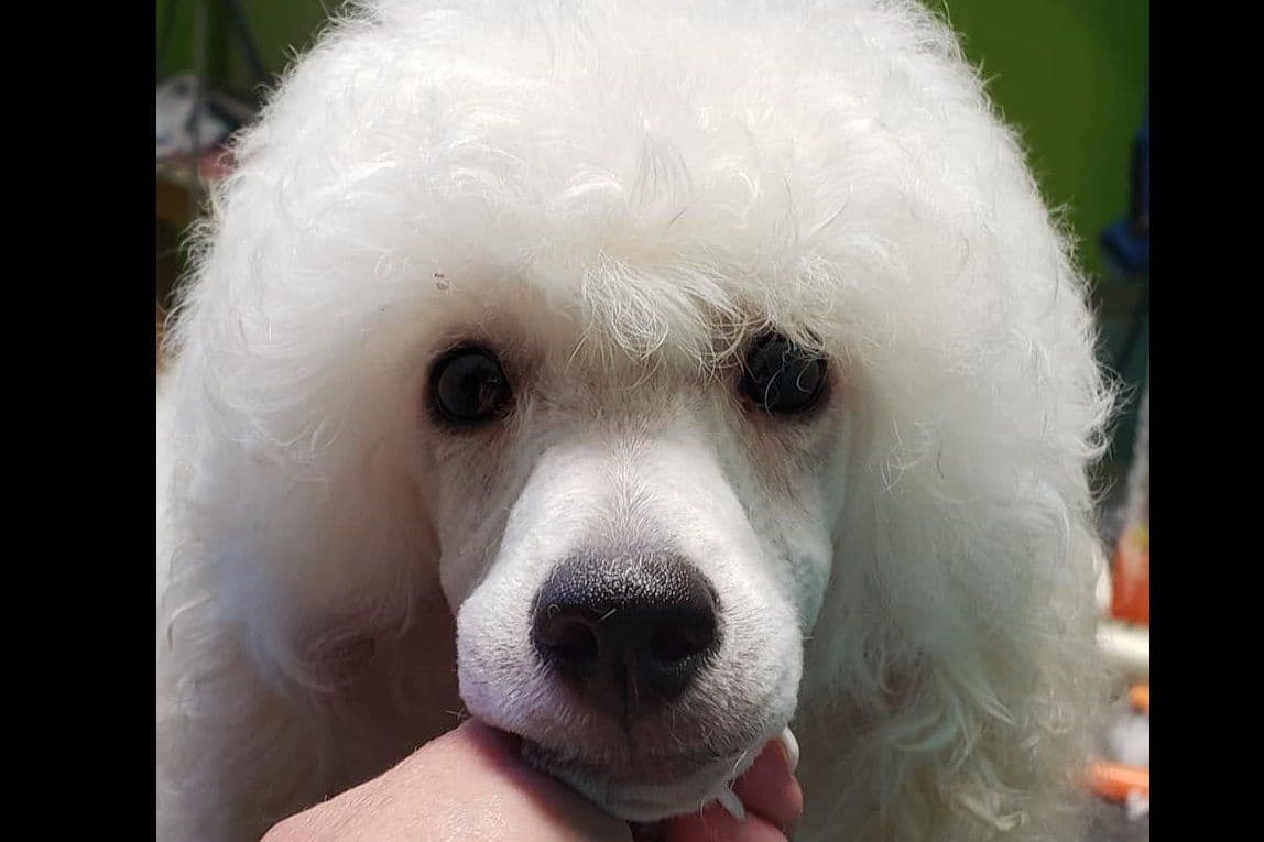 AKC Champion Sired Miniature Silver Poodle Puppies breeder image 10