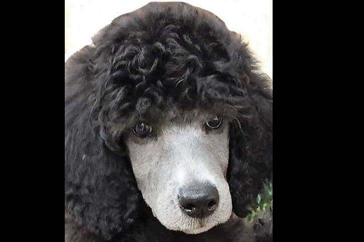 AKC Champion Sired Miniature Silver Poodle Puppies breeder image 11