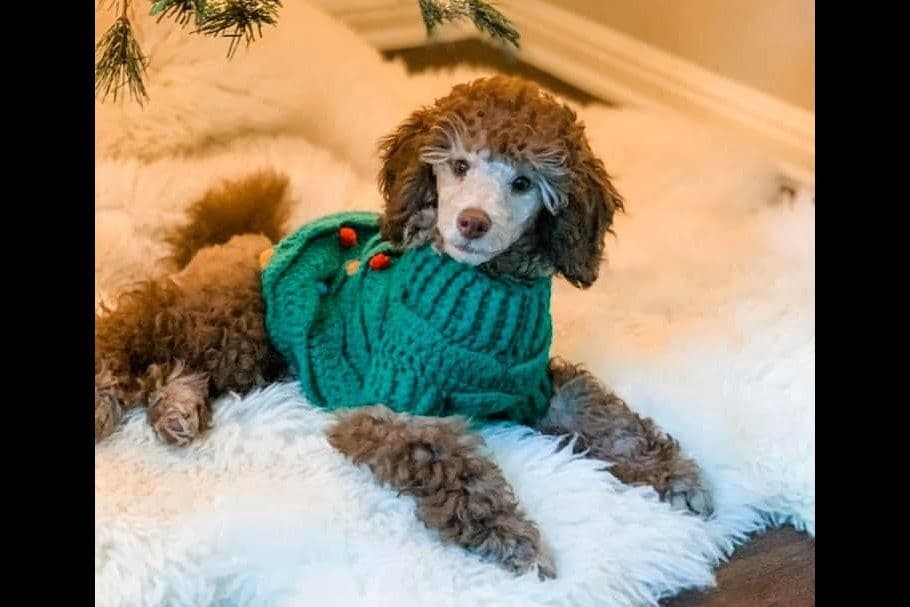AKC Champion Sired Miniature Silver Poodle Puppies breeder image 1