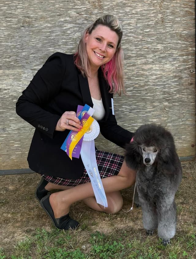 AKC Champion Sired Miniature Silver Poodle Puppies media 2