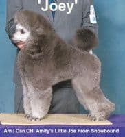 AKC Champion Sired Miniature Silver Poodle Puppies media 3