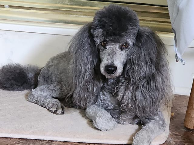 AKC Champion Sired Miniature Silver Poodle Puppies media 4