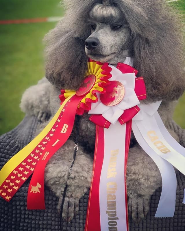 AKC Champion Sired Miniature Silver Poodle Puppies media 5
