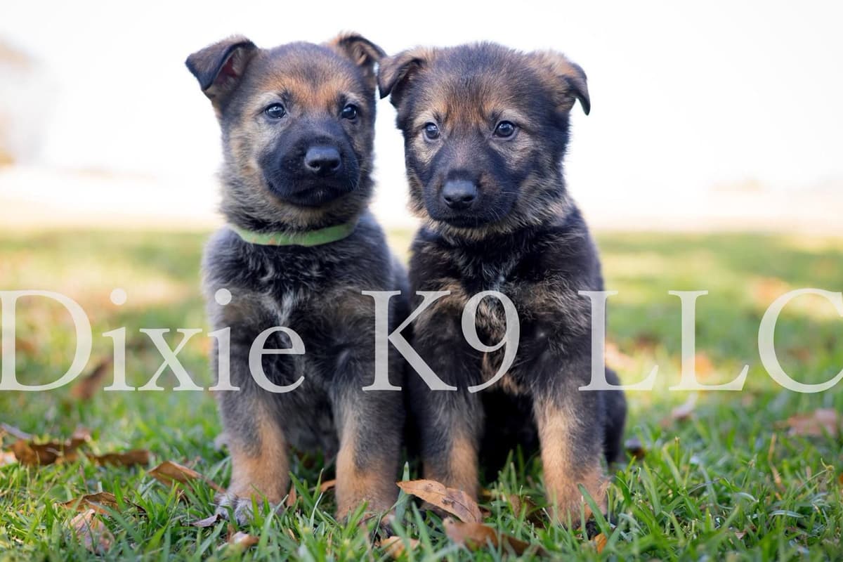 German Shepherd Dog Puppies breeder image 1