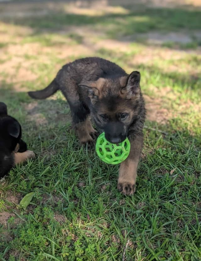 German Shepherd Dog Puppies media 3