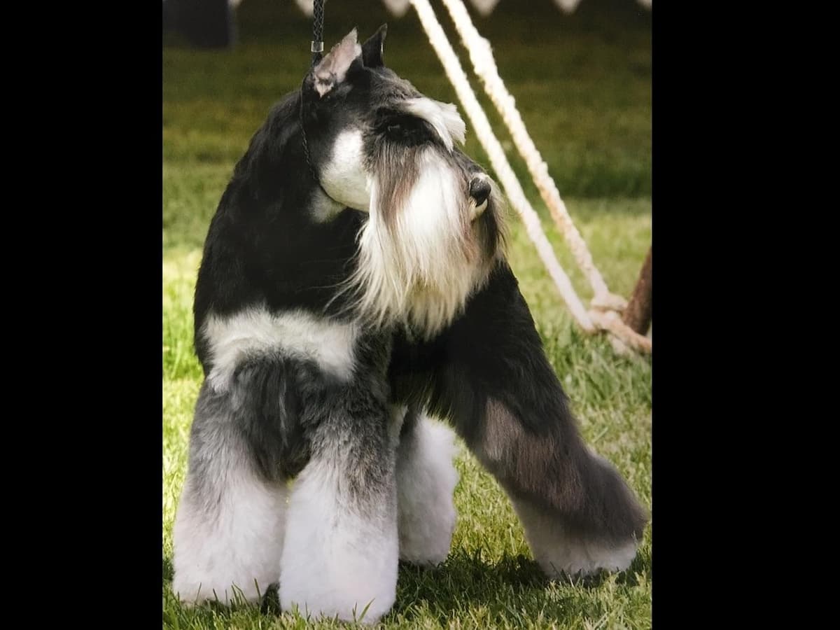 Miniature Schnauzer Puppies breeder image 1