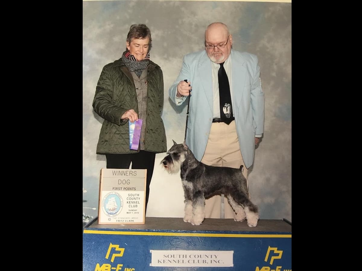 Miniature Schnauzer Puppies breeder image 12