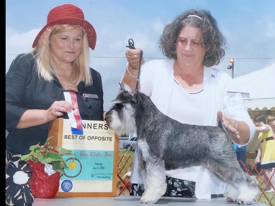 Miniature Schnauzer Puppies breeder image 13