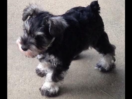Miniature Schnauzer Puppies breeder image 16