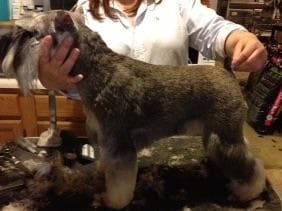 Miniature Schnauzer Puppies breeder image 17