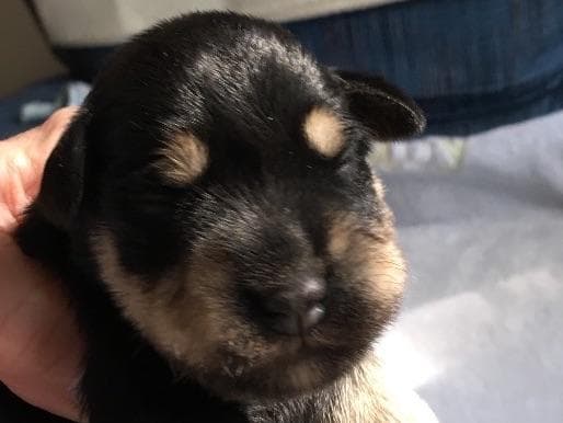 Miniature Schnauzer Puppies breeder image 18