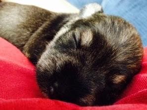 Miniature Schnauzer Puppies breeder image 20