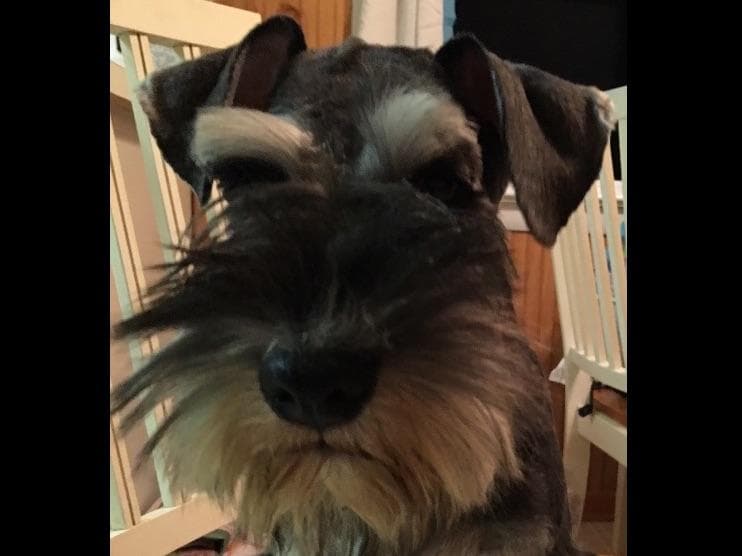 Miniature Schnauzer Puppies breeder image 21