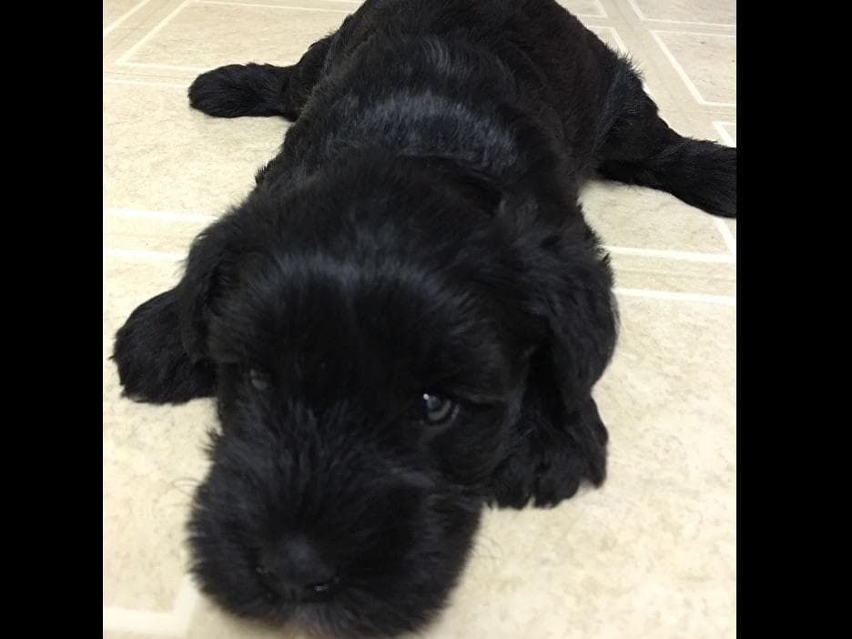 Miniature Schnauzer Puppies breeder image 24
