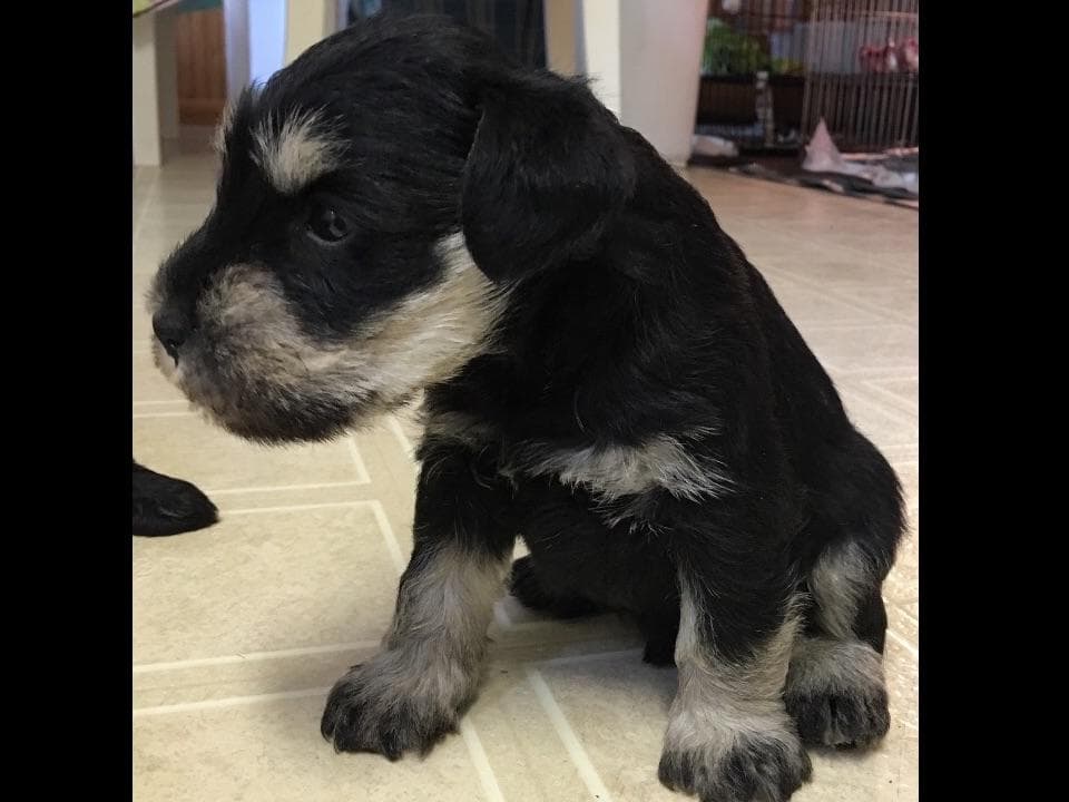 Miniature Schnauzer Puppies breeder image 25