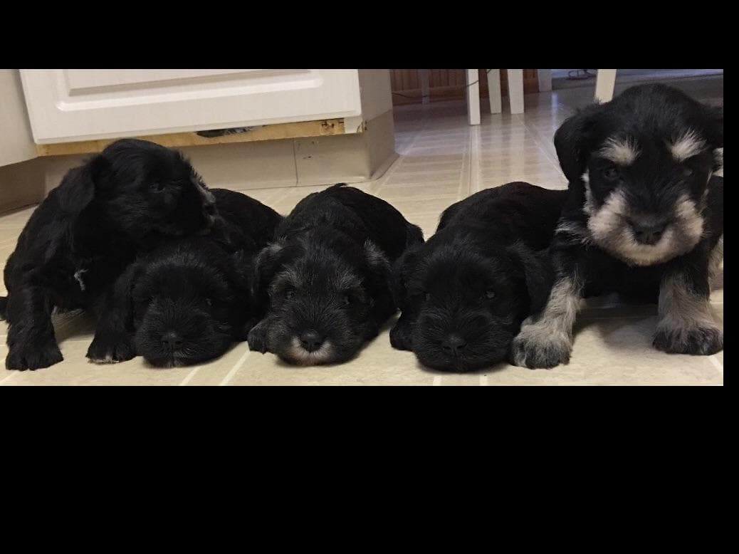 Miniature Schnauzer Puppies breeder image 26