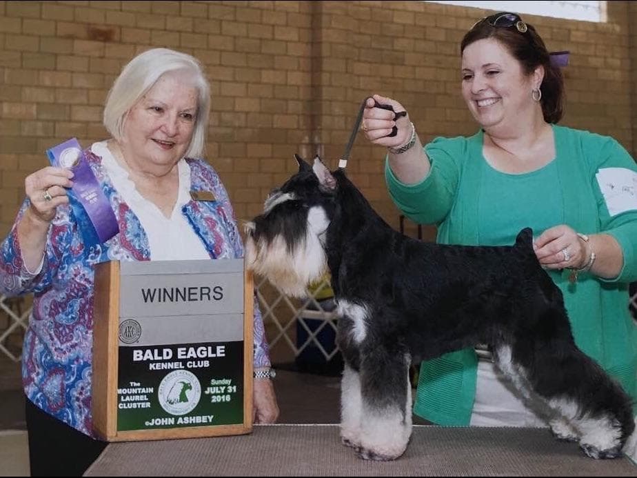 Miniature Schnauzer Puppies breeder image 27
