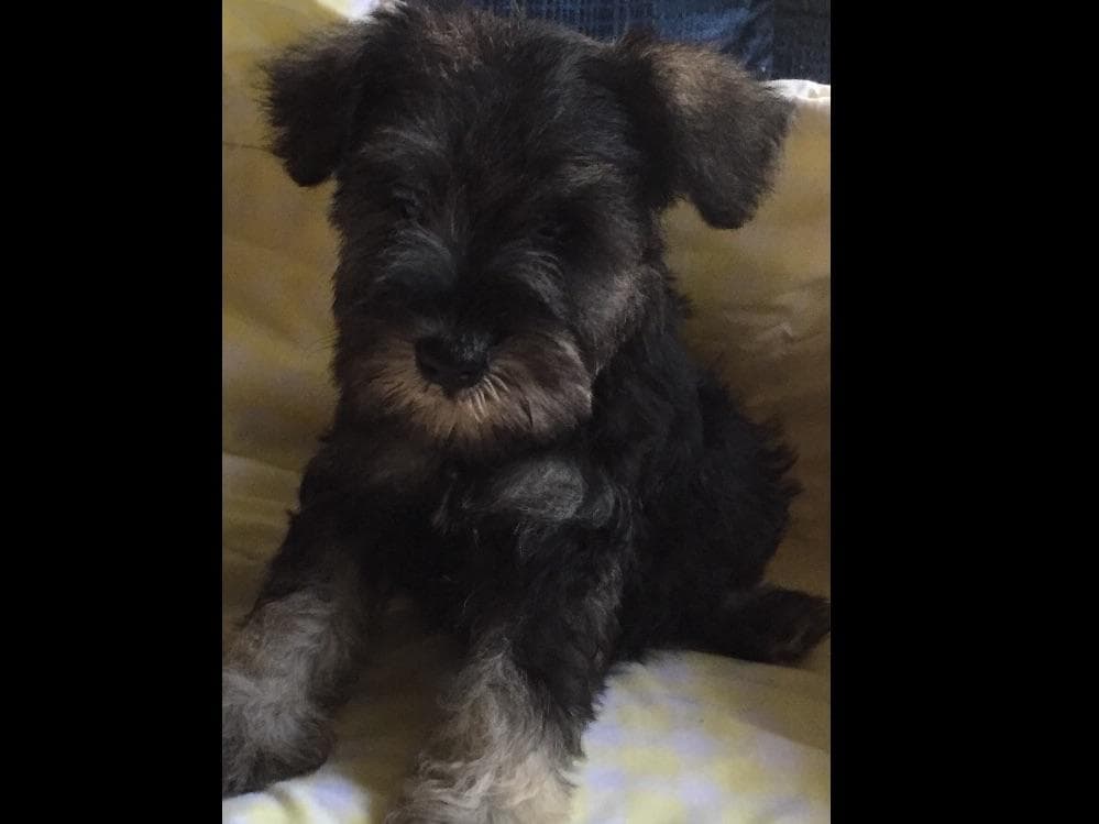 Miniature Schnauzer Puppies breeder image 28