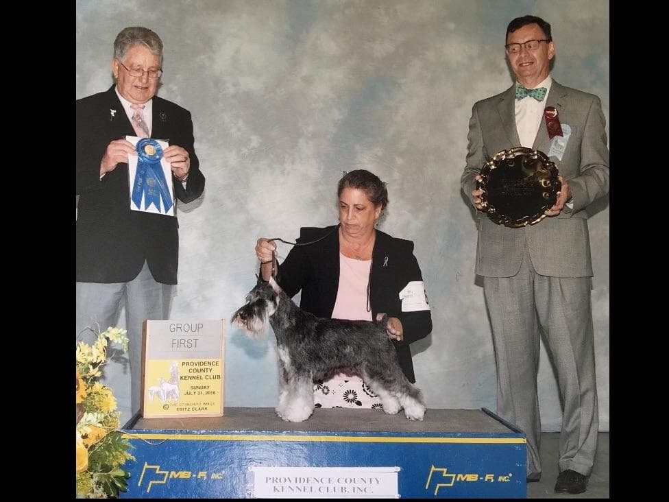 Miniature Schnauzer Puppies breeder image 29