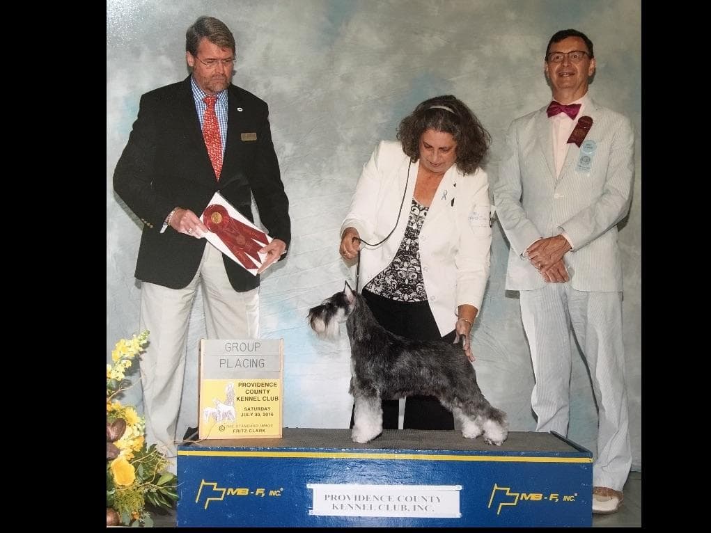 Miniature Schnauzer Puppies breeder image 30