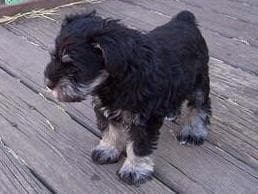 Miniature Schnauzer Puppies breeder image 31