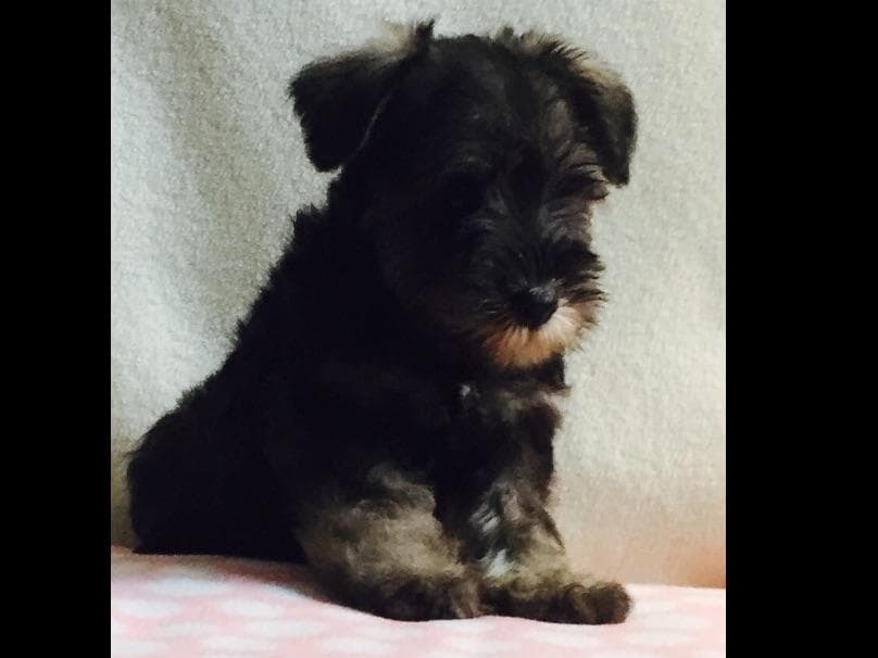 Miniature Schnauzer Puppies breeder image 32