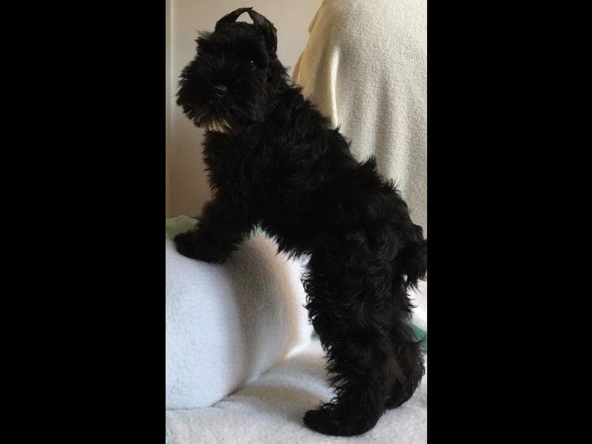 Miniature Schnauzer Puppies breeder image 34